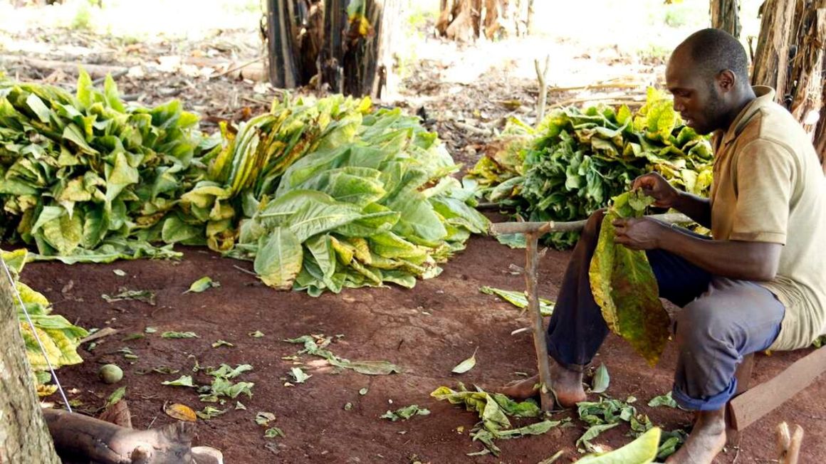 How Uganda’s thriving tobacco withered and went up in smoke