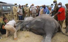 Tembo Naming Festival held, rising elephant numbers lauded