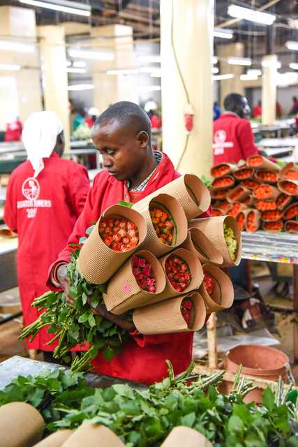 Flowers rot in farms amid KQ, Ethiopia freight wars