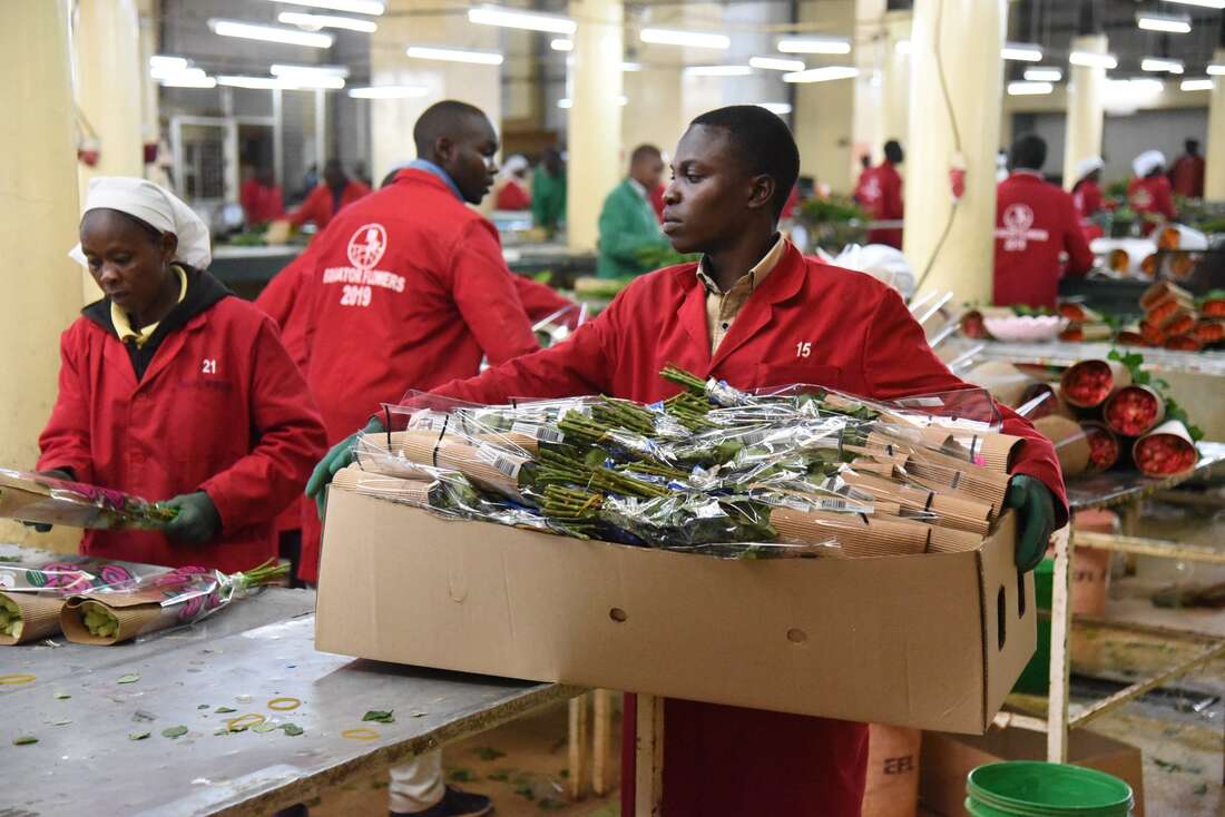 Flower firms jostle for limited cargo space in Kenya Airways
