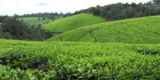 Kapchorua Tea posts Half-Year Earnings of KSh 25.7 Million from loss territory, Williamson Tea Reports loss