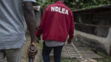 Nigeria’s Drug Agency, NDLEA Arrests Italy-Bound Man With 101 Heroine Wraps Inside Cassava Flour