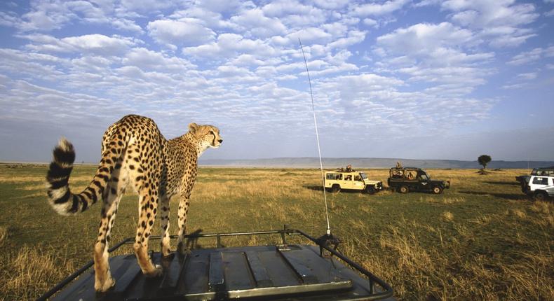 Kenya voted as best safari destination in the world