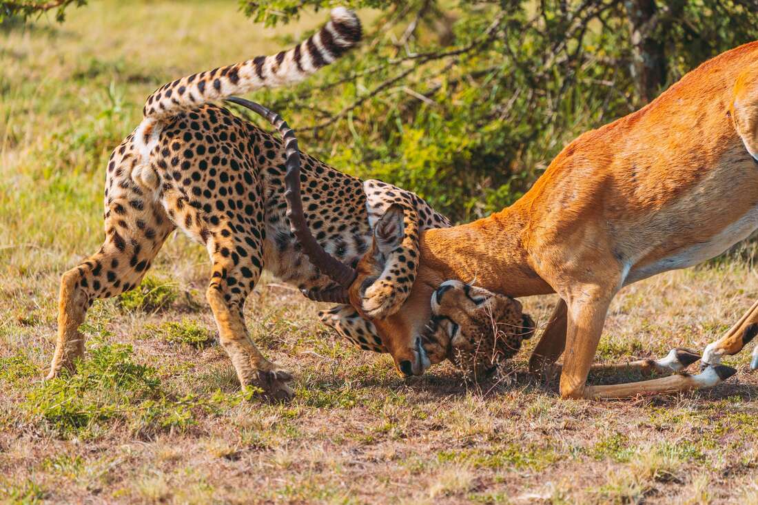 Kenya named top safari destination in Africa