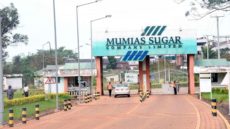 Will Ugandan sugar mogul finally breathe life into ailing Mumias?