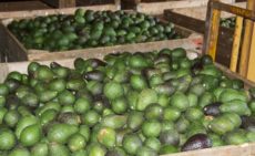 Kenya Extends Export Ban to Curb Harvest of Immature Avocados