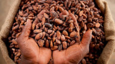 Cocoa Processing Company to raise US$86.7 million for operations