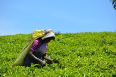 Limuru tea projects 25pc decline in FY2021 net profits