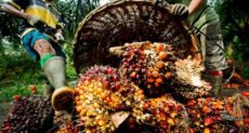 Okomu Oil Palm: Expect most impressive result for 2021
