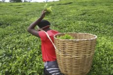 Sasini slashes jobs after mechanising tea farms