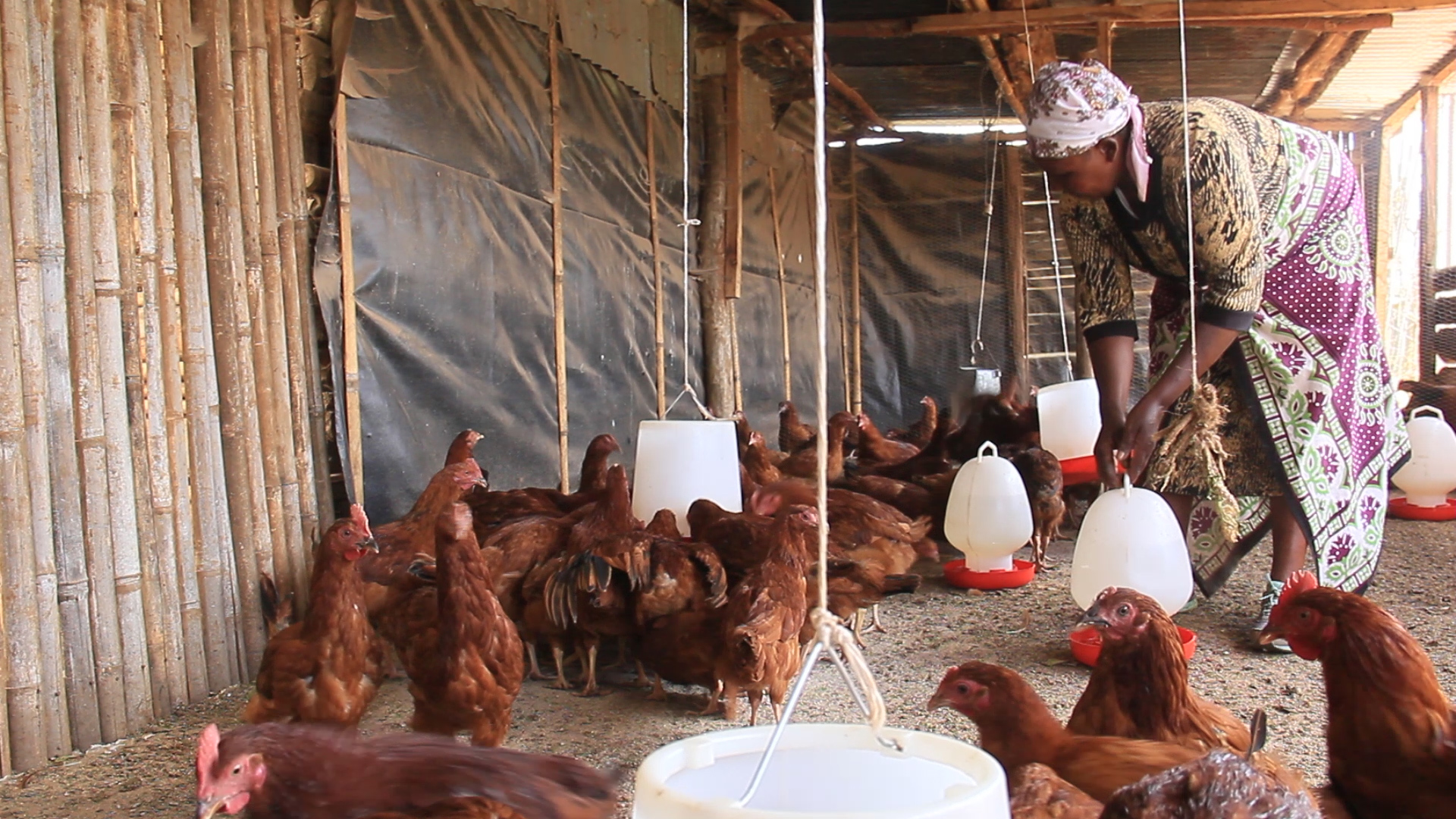 2,850 Nakuru farmers trained and sponsored to start poultry keeping
