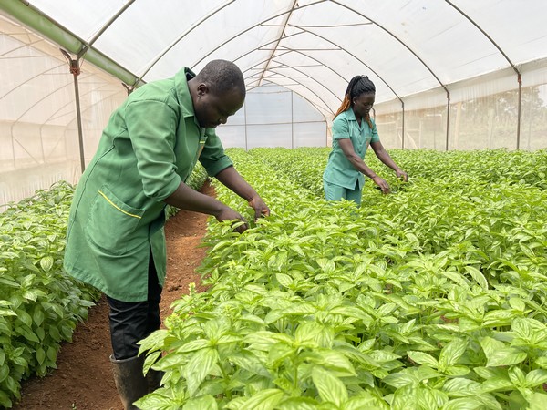Kenyan herb farmer ready to let new air cargo service fly his produce out of lake region