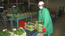 Kakuzi avocado farmers earnings fall 45 percent