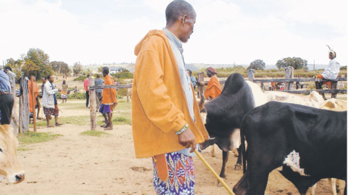 KCB, USAid sign Sh100m funding for livestock farmers
